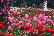장미시대 활짝!서울대공원 장미원축제·에버랜드장미축제·삼척장미축제·부천백만송이장미축제(도당산장미축제)·올림픽공원장미축제 등
