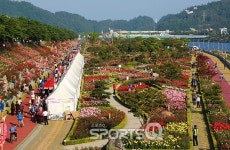 장미시대 활짝!서울대공원 장미원축제·에버랜드장미축제·삼척장미축제·부천백만송이장미축제(도당산장미축제)·올림픽공원장미축제 등