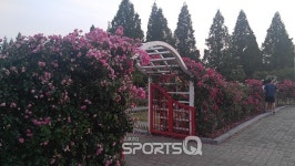 서울근교 데이트 명소 일산 호수공원, 장미축제는 없지만 지금 분위기 최고! 주차장 넓고 라페스타·웨스턴돔(웨돔) 맛집 즐비