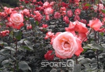 부천 백만송이 장미축제장과 도당산수목원 걷기 후 영화 재심·보안관이나 무료로 관람할까?
