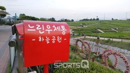 양귀비꽃 코스코스 보리밭 억새밭 여름꽃이 어우러진 서울하늘공원, 서울 가볼만한 곳으로 엄지 척! 가는 길 쉽고 주차장도 넉넉