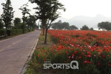 북한강변 남양주 물의정원 양귀비꽃 활짝 피어, 일출사진 촬영 장소로 각광! 양평과 남양주 맛집·카페도 즐비해