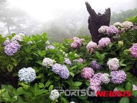 부산 태종대 수국축제 야경이 유혹하네! 용두산공원 부산타워·남포동 자갈치시장 등 먹자골목에 송도해수욕장 케이블카까지 눈호강