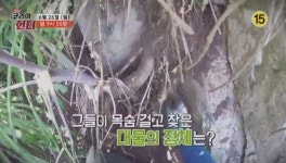 뉴 코리아헌터, 대물 약초에 목숨 건 절벽 헌터 그 가치는?