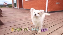 [TV컷Q] 동물농장 시골견 봉순이, 주인 두고 이웃집 아저씨에게 마음 뺏긴 특별한 사연?