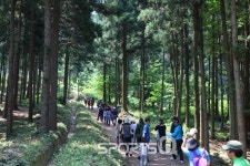 장성편백나무숲(치유의숲)·장흥우드랜드·무등산편백자연휴양림 외 익산두동,고흥봉래산, 통영미래사,울산천마산,경주건천도...