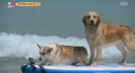 [TV컷Q]TV동물농장 서핑하는 개가 두 마리나? 서핑보드 오른 모습 보니