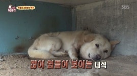 [TV컷Q] 동물농장 목줄로 고통 받는 백구, 집 놔두고 마을 배회… 문제는 2차 감염 가능성