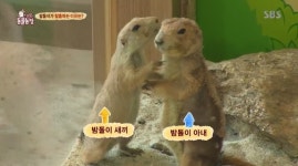 [TV컷Q] TV동물농장 프레리 독, 탈출 위해 홀로 높이뛰기 도전 이유는?