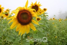 요즘 주말에 가볼만한 곳 해바라기 축제 태백 구와우마을·양평 무왕리·제주도는 지났고, 고창청보리밭(학원농장)·부산 대저생태공원... 