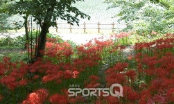 9월중순 가볼만한 영광여행지 불갑산상사화축제2017, 꽃무릇 군락 이룬 곳 고창 선운산선운사·함평용천사도 눈길...불갑사 오토캠핑장은... 