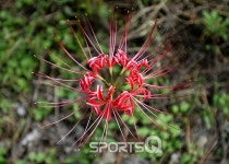 9월중순 가볼만한 영광여행지 불갑산상사화축제2017, 꽃무릇 군락 이룬 곳 고창 선운산선운사·함평용천사도 눈길...불갑사 오토캠핑장은... 