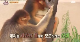 [TV컷Q]TV동물농장 황금원숭이 신비의 새끼 폭행 이유는 대물림?