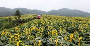 경상남도 함안군 강주마을 해바라기축제...진주촉석루·밀양영남루·창녕우포늪과 화왕산억새· 창원 콰이강의 다리까지 1박2일 코스로... 