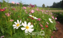 서울 올림픽공원·경기도 구리한강시민공원·연천읍·안성팜랜드·부산시 삼락공원·대저생태공원· 대구 금호강 하중도·경남 하동북천 코스모스... 