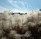 서울근교 경기도 포천에서 요즘 가볼만한 곳 산정호수 명성산 억새꽃 축제 왕복3시간 등산코스가 대중적, 산정호수둘레길 근처에 한화리조트 등... 