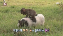[TV컷Q]TV동물농장 원숭이 몽이 돼지 등에 찰싹 붙어 생활하는 이유는?
