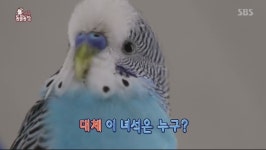 [TV컷Q]TV동물농장 앵무새 파랑이, 경찰서에 찰싹 붙어 생활하는 이유는?