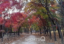 서울 서초구에서 가볼만한 곳 양재시민의 숲, 오매 단풍 들었네!