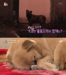 [TV컷Q] 동물농장, 누리가 울부짖는 이유? 사람으로 인한 트라우마로 잠도 제대로 못 이뤄