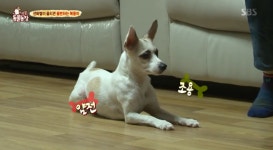 [TV컷Q] 동물농장 전화 통화에만 반응하는 견공 복동이? 주인 관심 끌기 위한 방법