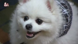 [TV컷Q] 동물농장 포메라니안 뚱이 쓰레기더미 속 버린 견주는 처벌이 불가능?