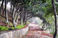 제주 동백군락지 위미리· 거제지심도· 통영장사도· 여수오동도 등 경남과 전남 곳곳 2월에 가볼만한 동백꽃 명소 여행지로 추천, 통영... 