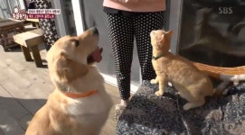 동물농장 제주도 특집? 남다른 케미, 베니X투투·미니피그 삼남매X콜리