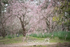 3월튤립· 4월왕벚꽃 등 개화시기 맞춰 축제 잇따라, 제주시~애월읍~협재해수욕장~수월봉~모슬포 해안도로는 맛집과 펜션 즐비한 황금 여행코스