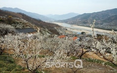 전남 광양매화축제17일 섬진강매화마을로 불리는 홍쌍리씨의 청매실농원서 개막, 매화꽃 만발해 3월 가볼만한 국내여행지로 매년 추천되는 곳... 