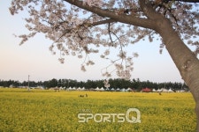 4월하순 강원도 삼척서 신나는 자전거대회 열려, 맹방유채꽃축제 기간이라 장호항의 레일바이크와 궁촌역 레일바이크 등 가볼만한 여행지 곳곳에... 