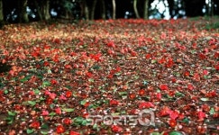 2018년 전라도 방문의 해 맞아 전남 전북 광주시 추천여행지 100곳 선정, 걷기축제 열리는 완도청산도와 보성녹차밭· 광양매화마을 등은 봄에... 