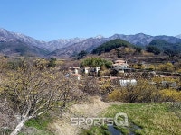 산수유 개화시기 맞은 전남 구례산수유마을과 남원용궁리에 산수유꽃축제 열려,4월 광한루원 벚꽃길과 하동화개장터 벚꽃에... 
