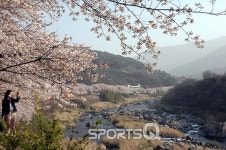 산수유 개화시기 맞은 전남 구례산수유마을과 남원용궁리에 산수유꽃축제 열려,4월 광한루원 벚꽃길과 하동화개장터 벚꽃에... 
