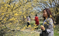 산수유 개화시기 맞은 전남 구례산수유마을과 남원용궁리에 산수유꽃축제 열려,4월 광한루원 벚꽃길과 하동화개장터 벚꽃에... 