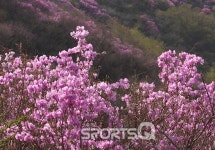 개화절정시기여서 축제 여는 전남여수 영취산, 등산코스와 가는 길은? 여수박람회장,돌산대교 인근에 간장게장등 맛집과 게스트하우스·펜션 숙소... 
