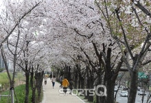 2018년 서울봄꽃축제 주말에 기대하세요! 영등포여의도· 잠실석촌호수· 안양천· 양재천· 불광천 벚꽃축제에 응봉산개나리축제까지... 