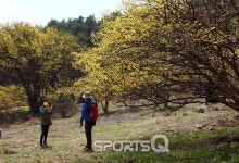 경기도 이천 백사면 도립리 이천백사 산수유꽃축제 이번 주말 가볼만한 곳으로 추천! 쌀밥집등 맛집 많고 4월27일부턴 도자기축제도 열려