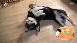 동물농장 꼬리 무는 개 모모, 강아지 자해 행동의 이유는? 전문가 의견 보니…