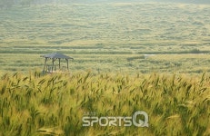 보리피리 불고 싶은 여행지 전북 고창 학원농장 4월21일~5월13일 청보리밭축제에 유채꽃까지  야호! 상하농원, 선운산도립공원 선운사,풍천장어... 