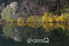 물안개와 반영이 어우러지는 충남 서산한우목장 용유지(용비지) 지금 가볼만한 곳으로 추천! 봄벚꽃 여행명소 개심사와 해미읍성 근처의... 