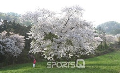 물안개와 반영이 어우러지는 충남 서산한우목장 용유지(용비지) 지금 가볼만한 곳으로 추천! 봄벚꽃 여행명소 개심사와 해미읍성 근처의... 