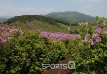 전북 장수군과 남원시 경계인 봉화산은 5월5일 어린이날쯤 철쭉 활짝! 철쭉제·철쭉축제 상관없이 지금부터 2주는 지리산바래봉 황매산 덕유산... 