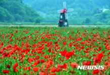 5월은 꽃축제와 바다의 향연! 경남 하동 북천꽃양귀비·야생차문화축제, 전남진도 신비의 바닷길 축제, 서울장미축제, 울산대공원장미축제...... 
