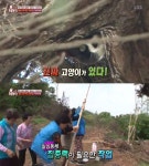 TV 동물농장 서열싸움 밀린 고양이, 10m 나무 올라가 두 달이나 못 내려와...구조 성공?