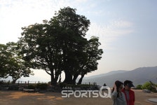 양평세미원에 봄빛정원문화제, 연꽃·수련문화제 등 축제 줄이어 여름향기 가득! 근처 가볼만한 곳 두물머리 느티나무와 핫도그 맛집도 매력