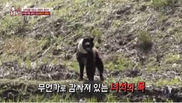 [TV컷Q]TV 동물농장 배관 낀 목으로 고통받는 강아지에 주민들 벌써 3개월째