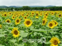 강원도 태백 구와우마을, 제주 김경숙해바라기농장, 렛츠런팜제주, 경남함안 강주마을등 해바라기축제! 합천 쌍책면, 전남광양 마린센터 앞도... 