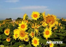 강원도 태백 구와우마을, 제주 김경숙해바라기농장, 렛츠런팜제주, 경남함안 강주마을등 해바라기축제! 합천 쌍책면, 전남광양 마린센터 앞도... 