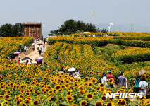강원도 태백 구와우마을, 제주 김경숙해바라기농장, 렛츠런팜제주, 경남함안 강주마을등 해바라기축제! 합천 쌍책면, 전남광양 마린센터 앞도... 